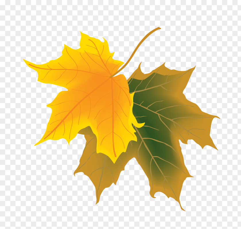 Yellow-green Maple Leaves Deciduous Autumn Leaf PNG