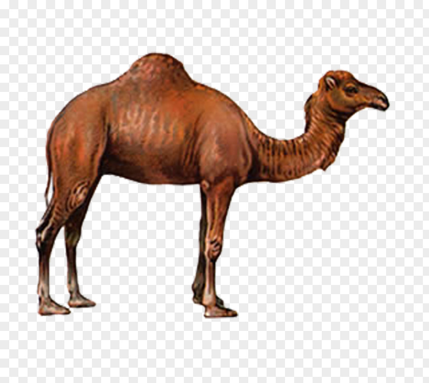 Camel Drawing PNG