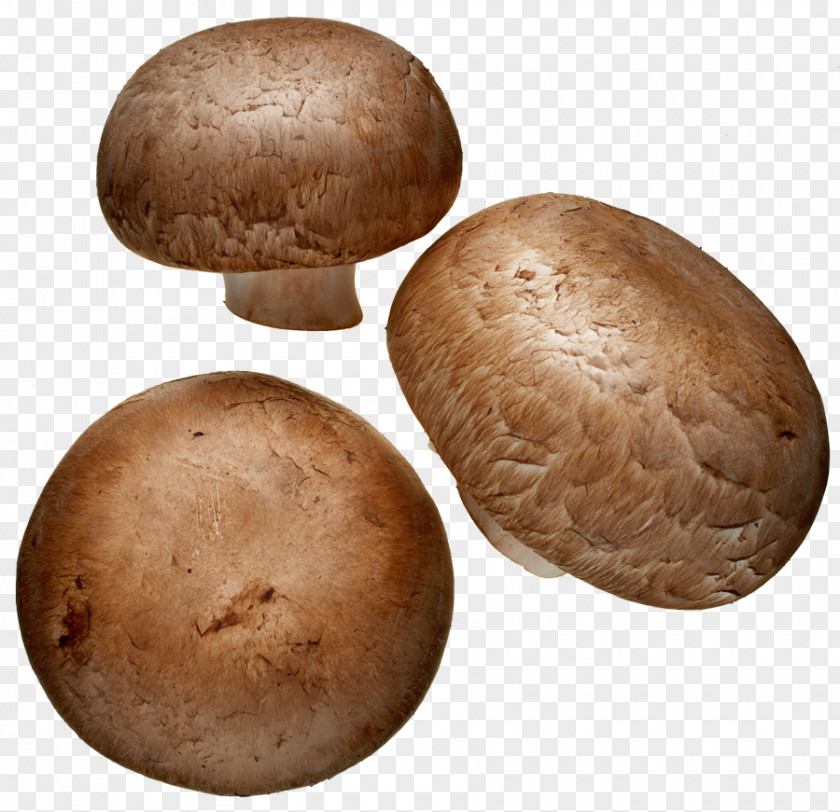 Common Mushroom Edible Shiitake Pleurotus Djamor PNG