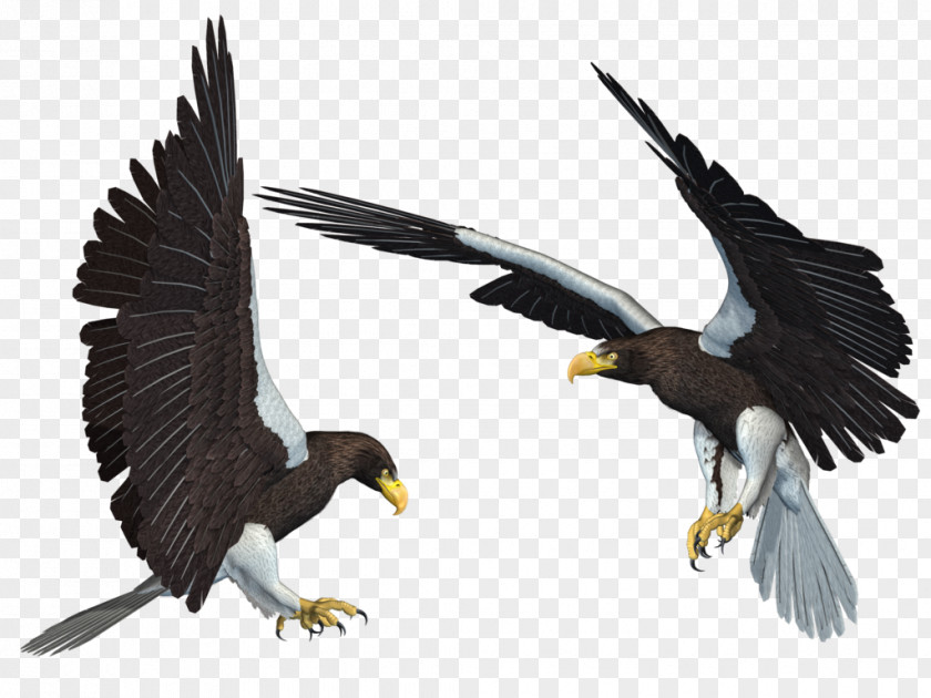 Eagle Bald Clip Art PNG