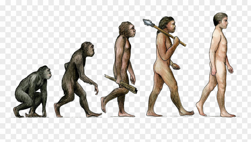 Primitive Man Of Evolution Earth Tobias Fxfcnke Homo Sapiens Male PNG