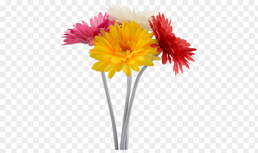 Flower Transvaal Daisy Floristry Cut Flowers Chrysanthemum PNG