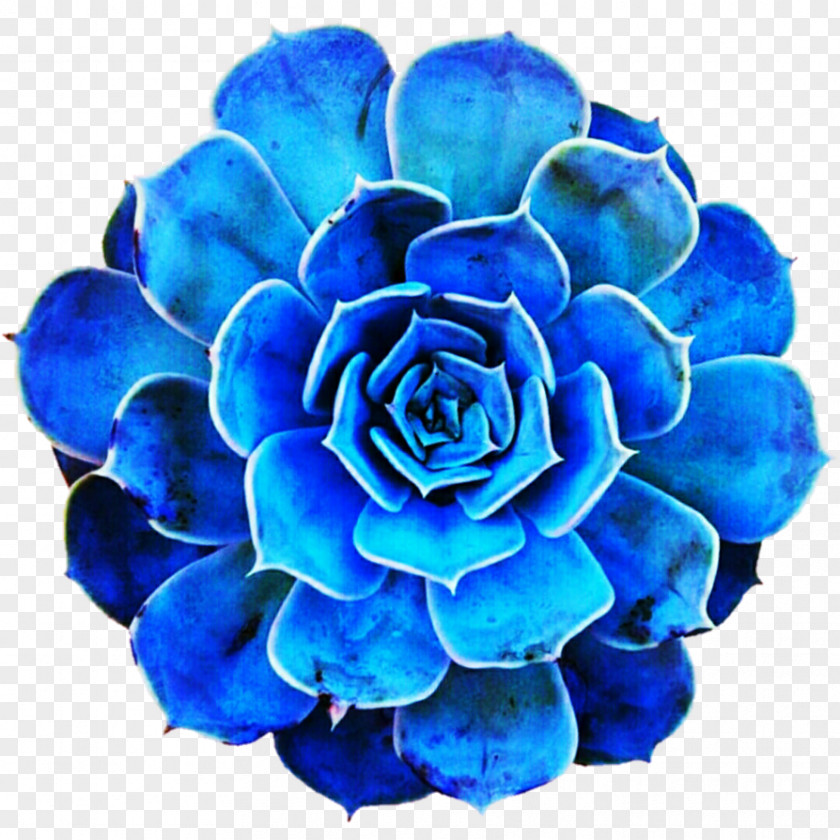 Suculent Blue Rose Cobalt Turquoise PNG