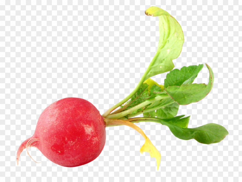 Vegetable Daikon Clip Art Food PNG