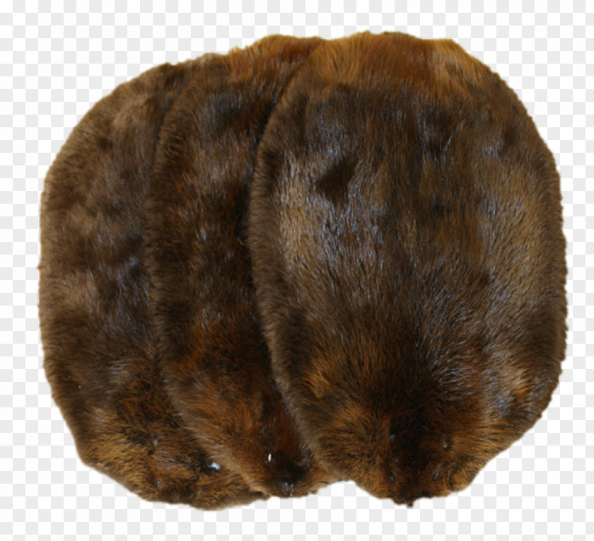 Beaver North American Muskrat Fur Trade Biberfell PNG