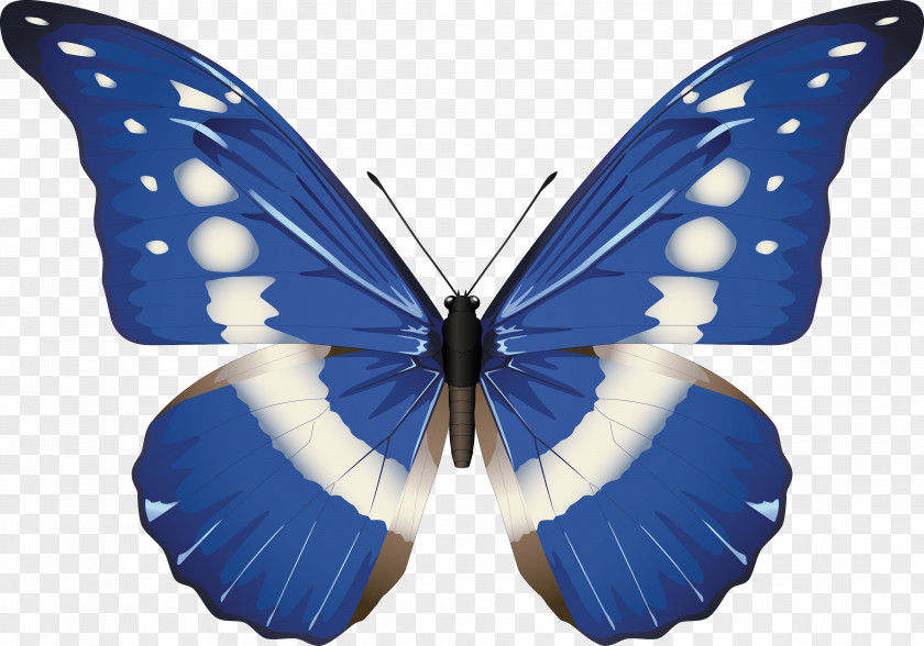 Butterfly Morpho Rhetenor Menelaus Helena PNG
