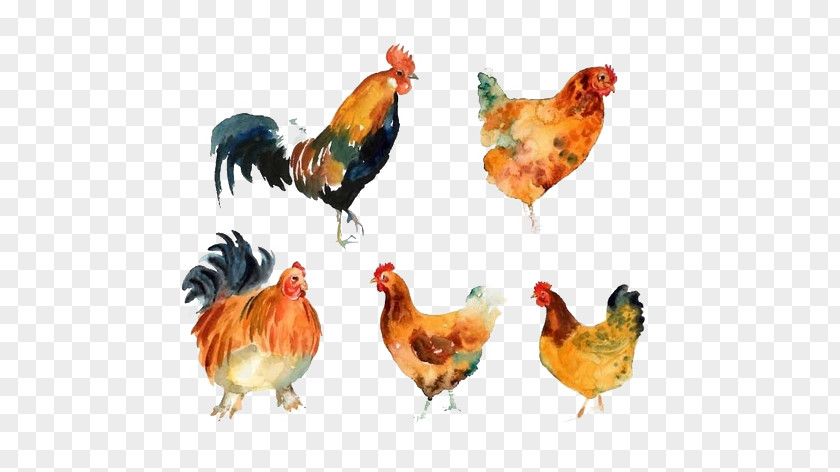 Chicken Rooster Meat Beak Animal PNG