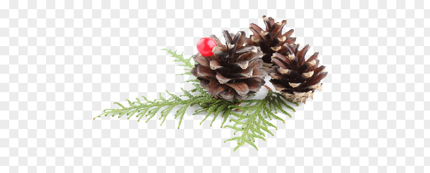 Christmas Pine Conifer Cone Ornament Fir PNG