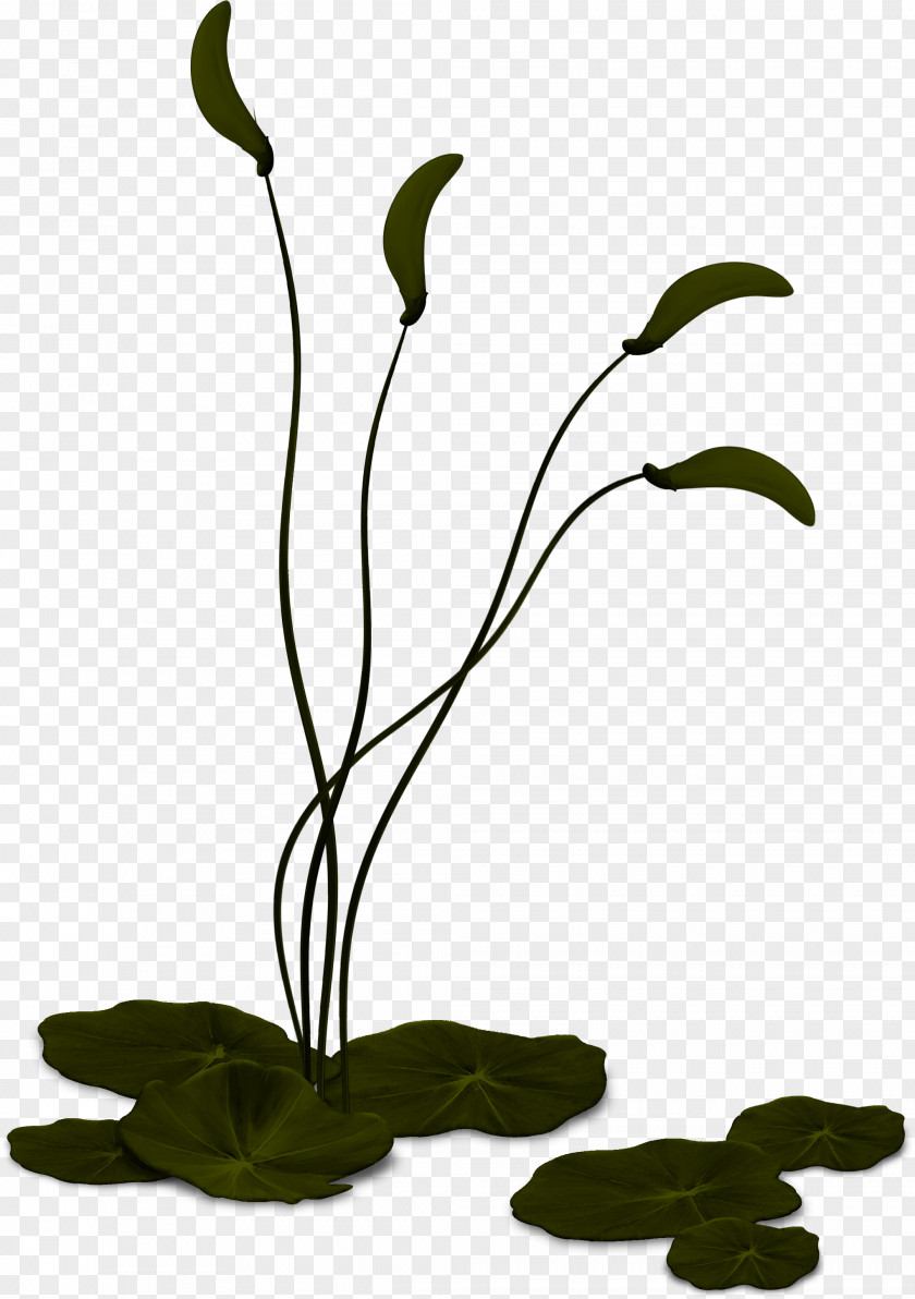 Cut Flowers Plant Stem Flowerpot PNG