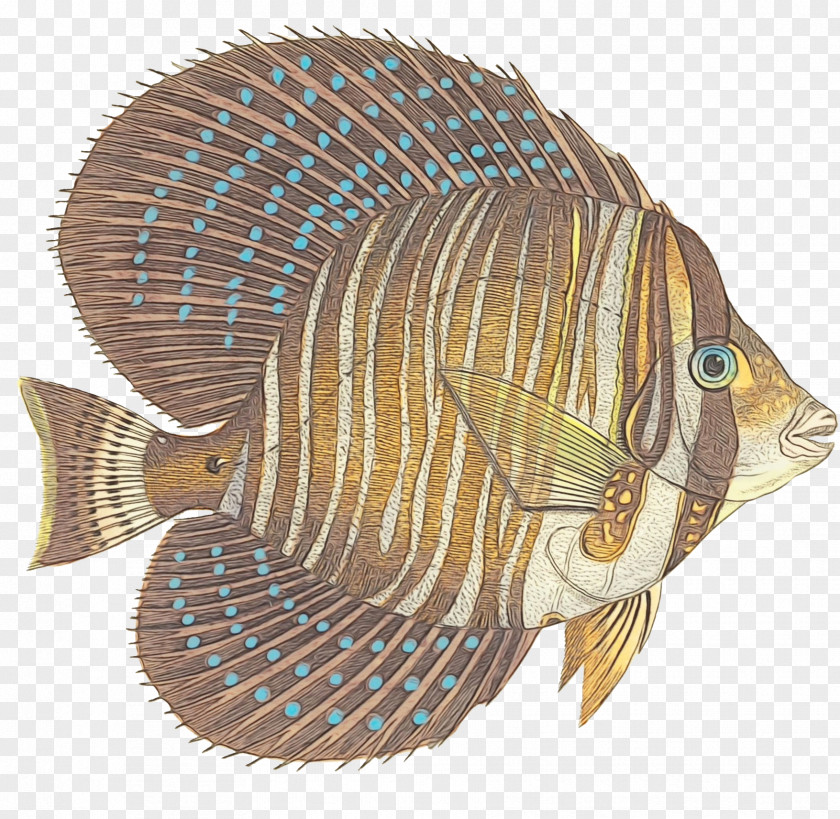 Pomacanthidae Bonyfish Fish Tilapia Butterflyfish Bony-fish PNG