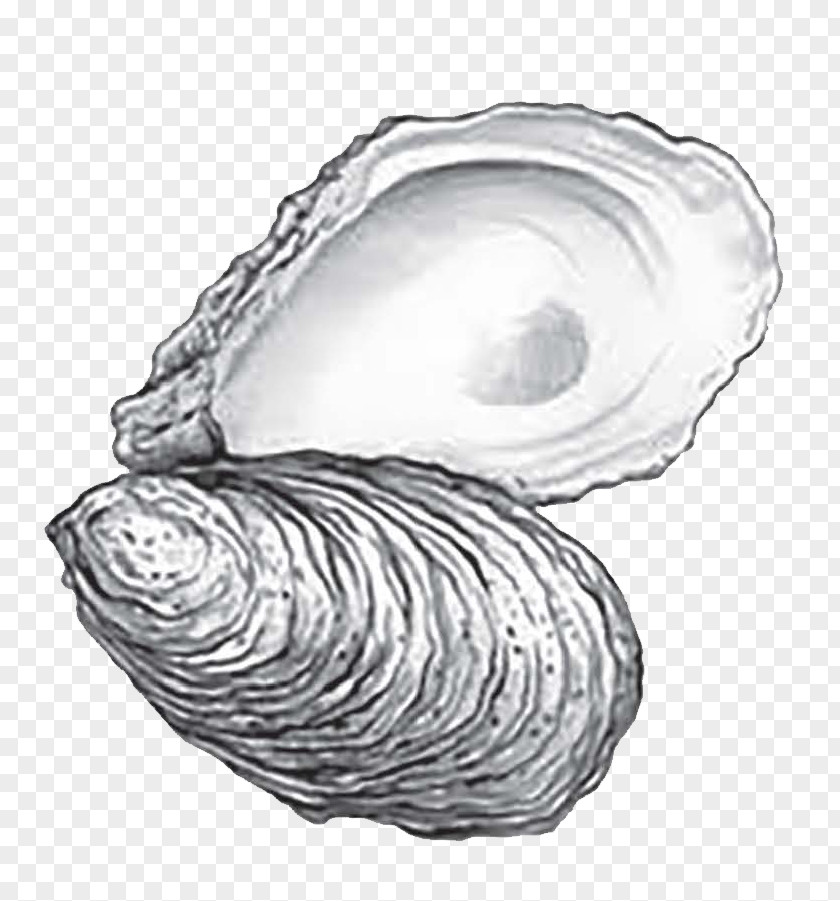 Seashell Eastern Oyster Cape Fear CREW: 2018 Annual Roast Drawing Sketch PNG