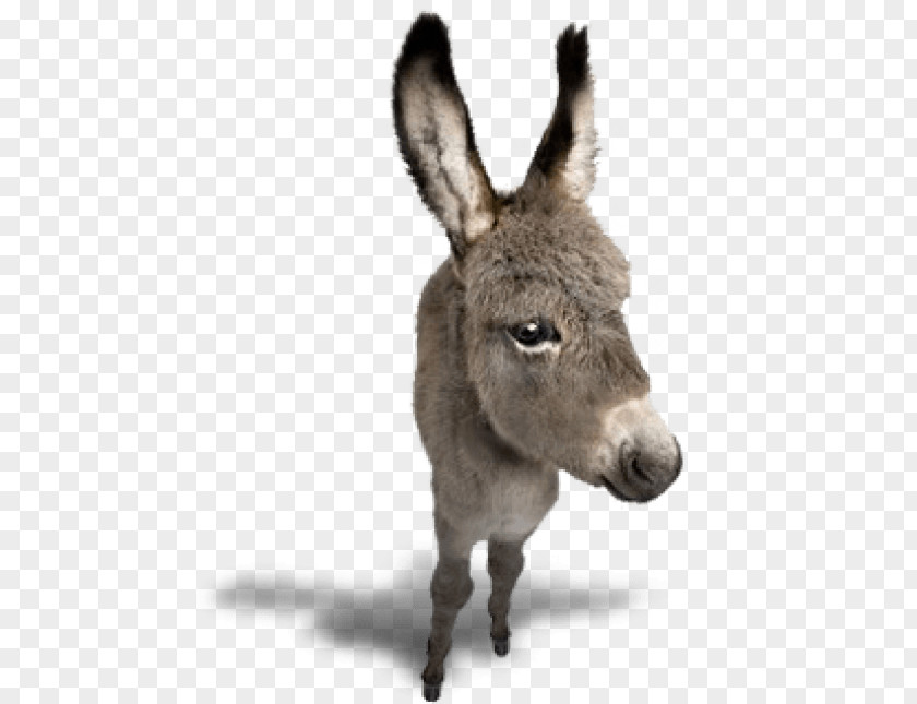 Donkey Horse Image Clip Art PNG