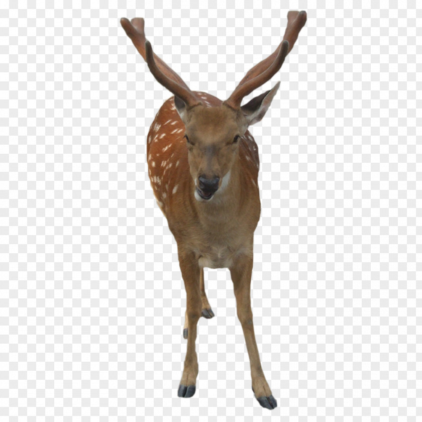 FIG Deer Formosan Sika ICO Icon PNG