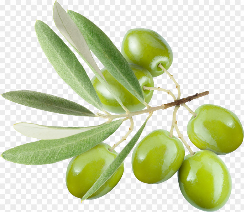 Olive Leaf Oil PNG