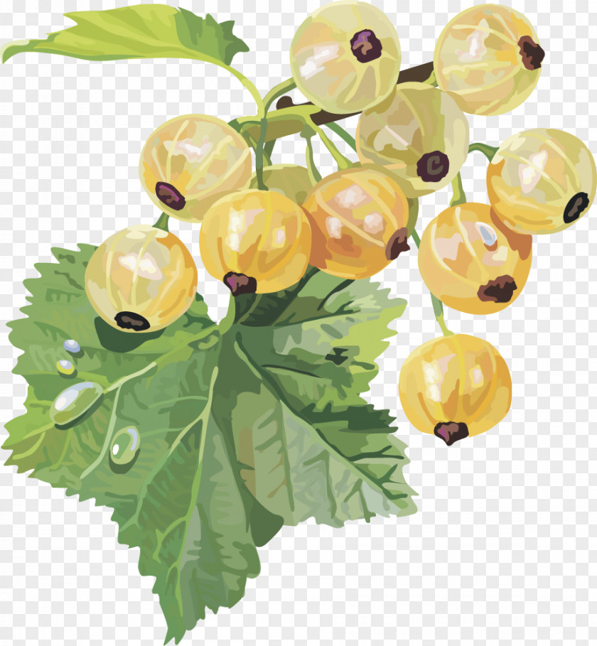 Vector Lantern Fruit Gooseberry Frutti Di Bosco Redcurrant Blackcurrant White Currant PNG