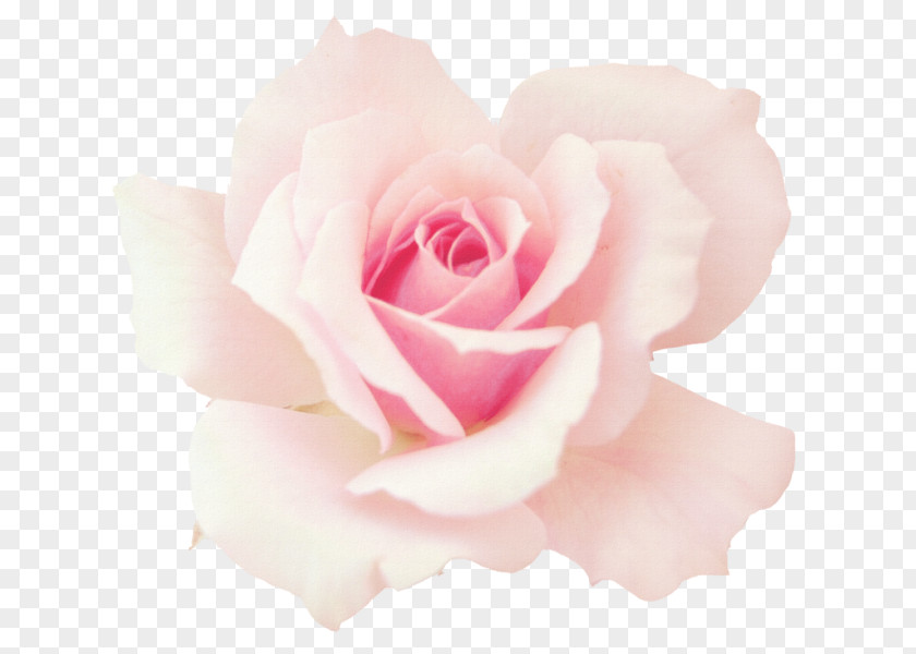 Flower Garden Roses Pink Cabbage Rose Desktop Wallpaper Floribunda PNG