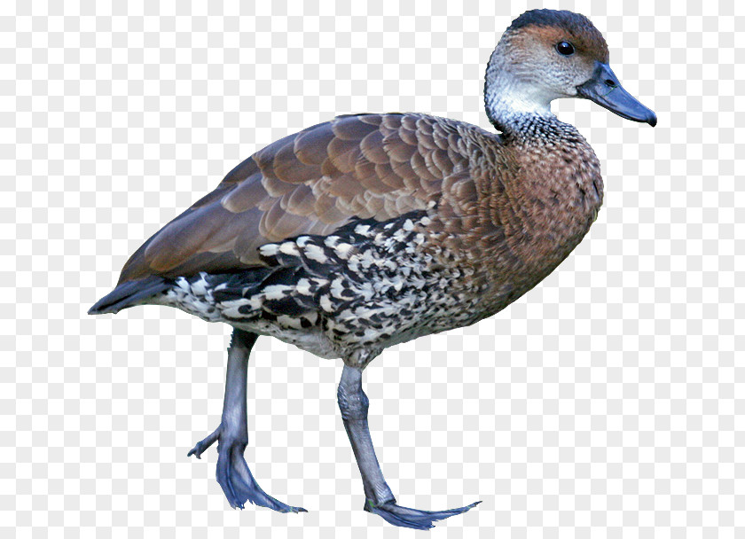 Goose West Indian Whistling Duck Ducks Fulvous PNG