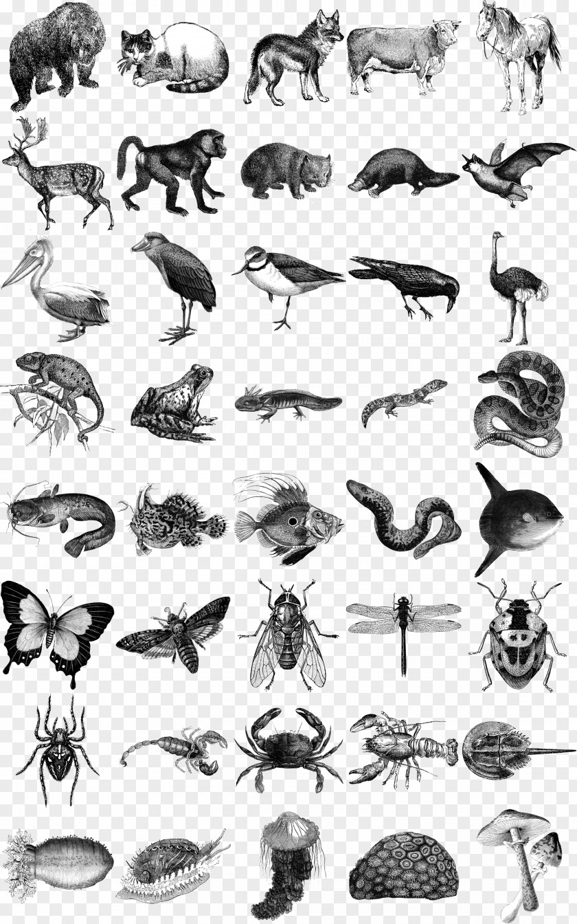 Sea Cucumber Honey Bee Animals: 1,419 Copyright-Free Illustrations Of Mammals, Birds, Fish, Insects, Etc PNG