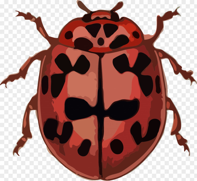 Beetle Ladybird Anthribidae Clip Art PNG