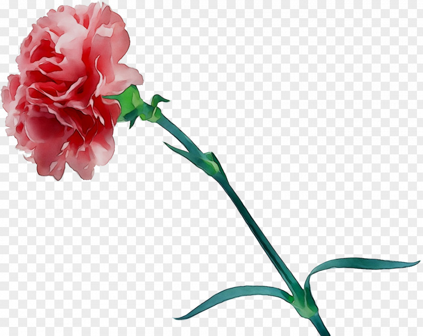 Carnation Garden Roses Cut Flowers Floral Design PNG