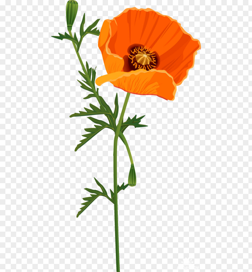 Common Poppy Opium Cut Flowers PNG