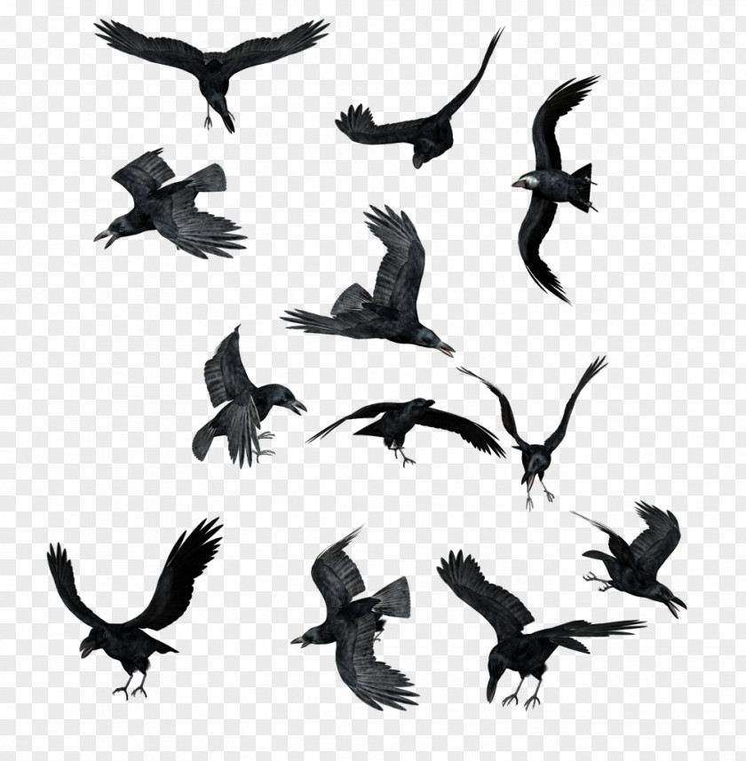 Flock Of Birds Butka, Russia DeviantArt Clip Art PNG