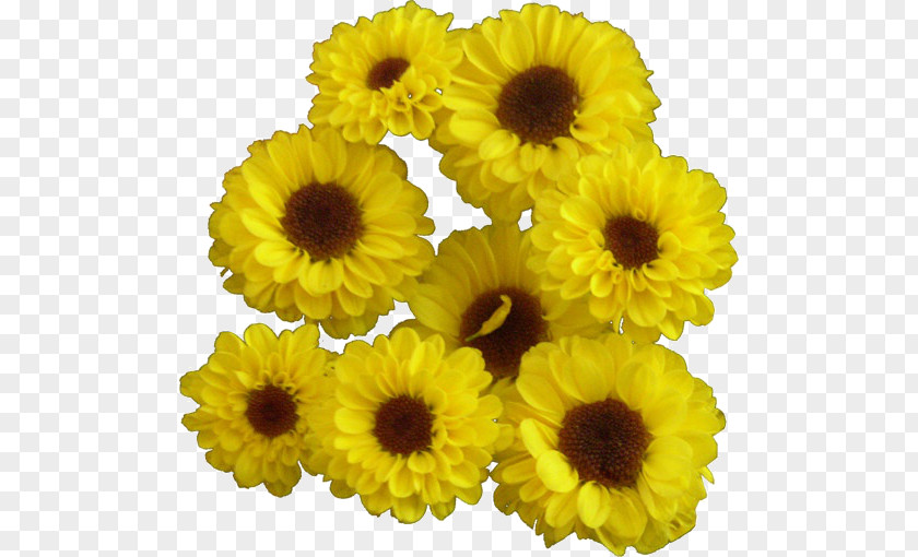 Flower Common Sunflower Yellow Blume Cut Flowers PNG
