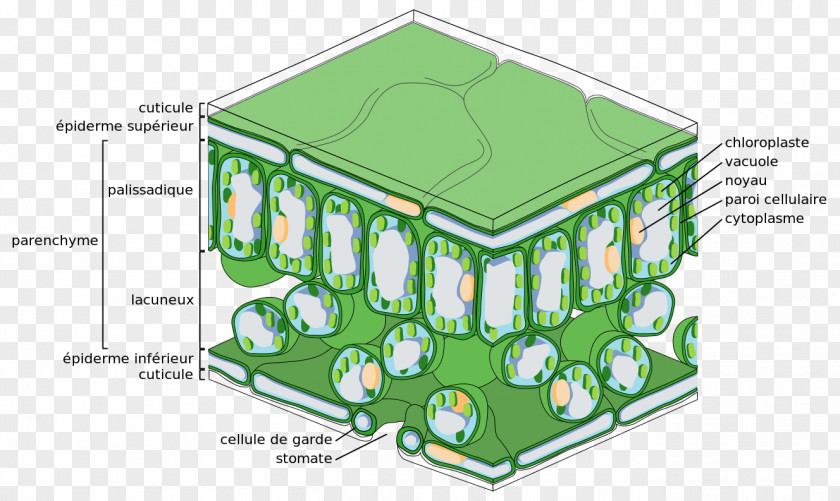 Leaf Epidermis Palisade Cell Tissue Photosynthesis PNG