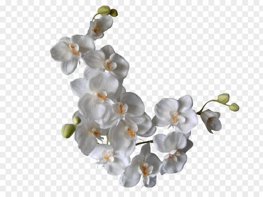 Orchid Flower Orchids Clip Art PNG