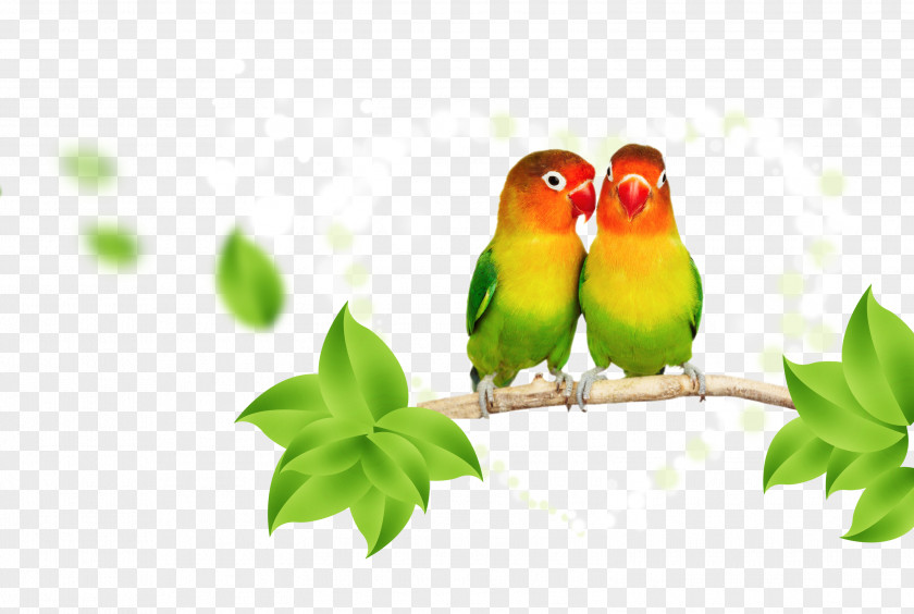 Parrot Lovebird Budgerigar PNG