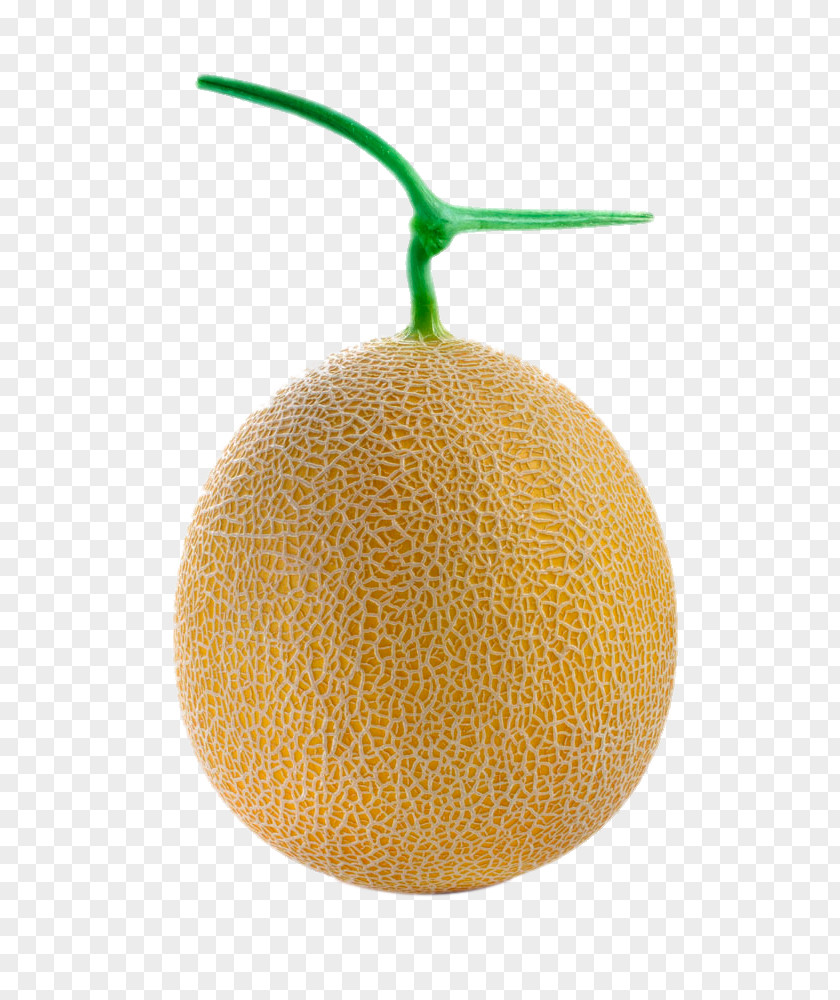 Sweet Melon Cantaloupe Galia PNG