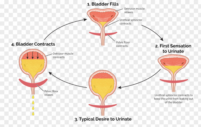 Urination Urinary Bladder Overactive Incontinence Urine PNG