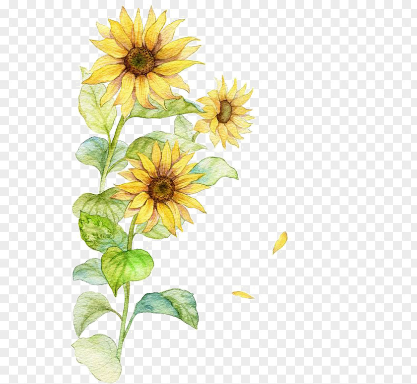 Watercolor Sunflower Common Poster PNG