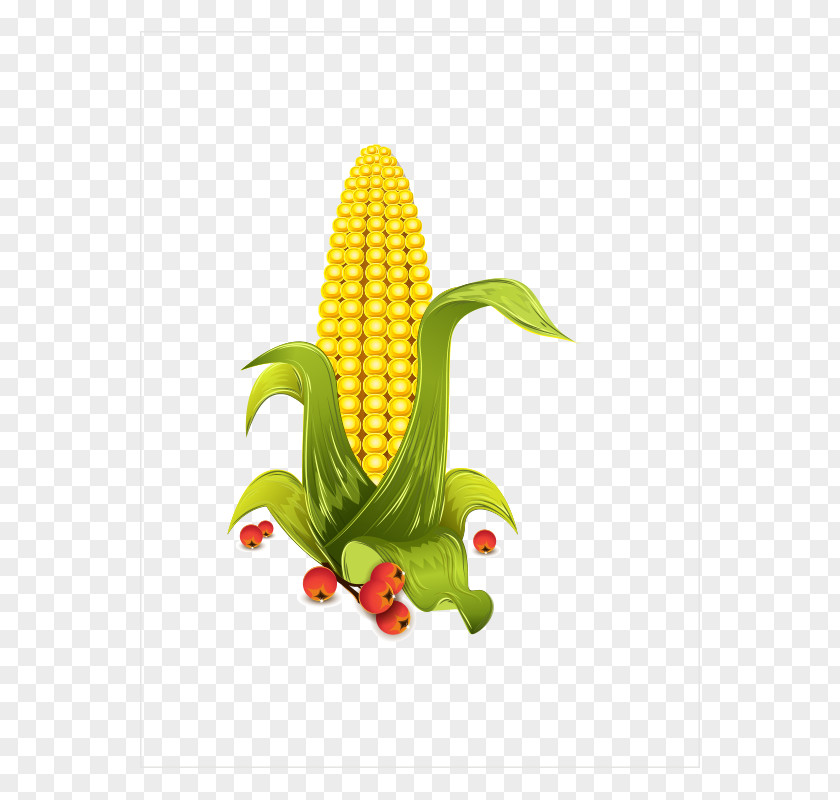 Corn,Baogu Grits Maize PNG