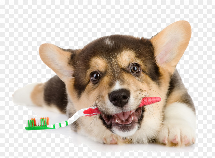 Dog Cat Oral Hygiene Dentistry Veterinarian PNG hygiene Veterinarian, clipart PNG