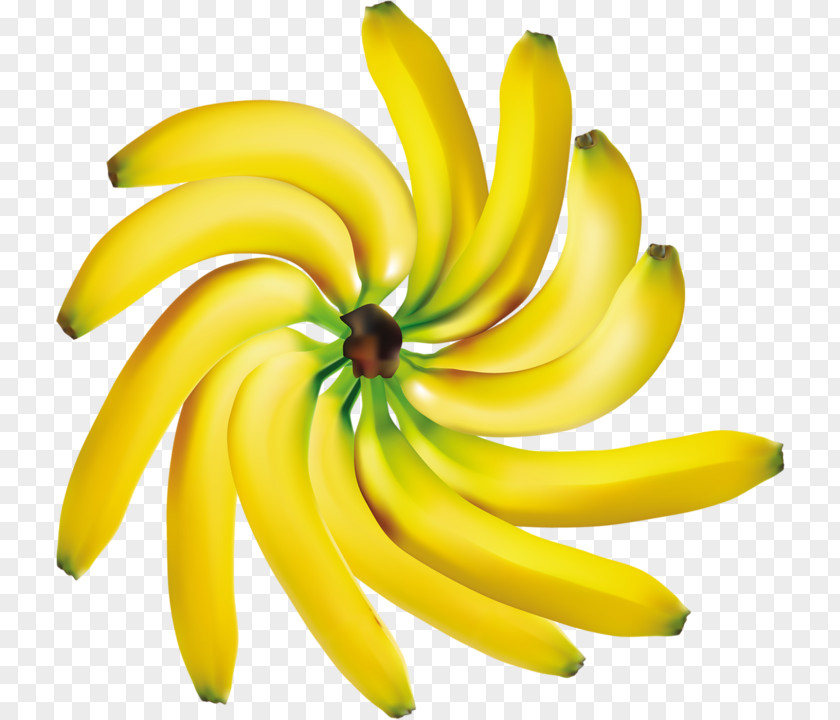 Flower Petal Banana Family Yellow Plant Fruit PNG