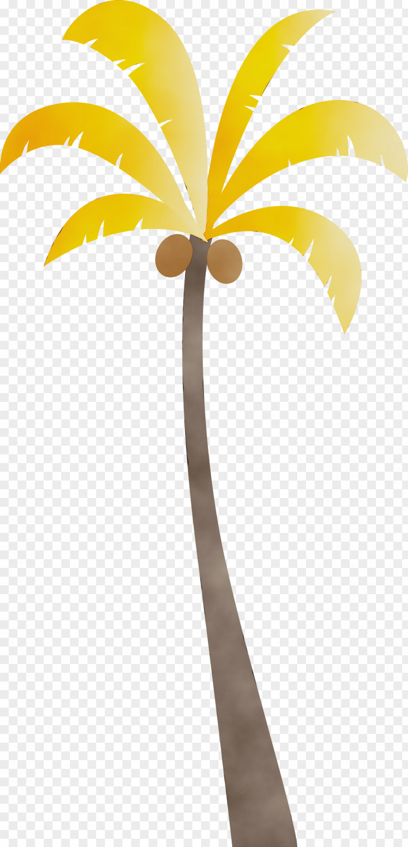 Palm Trees PNG