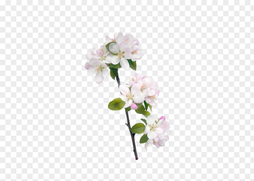Peach Pink Decoration Flower Icon PNG