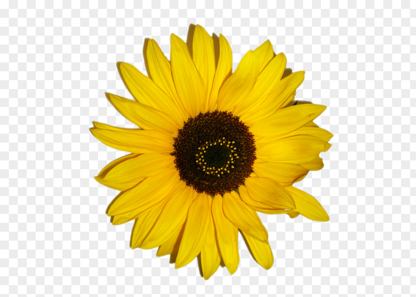 Sunflowers Paper Common Sunflower Stock Photography Transvaal Daisy PNG