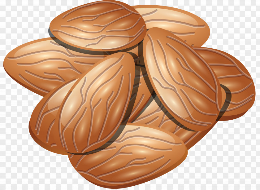 Almond Walnut Nuts Clip Art PNG