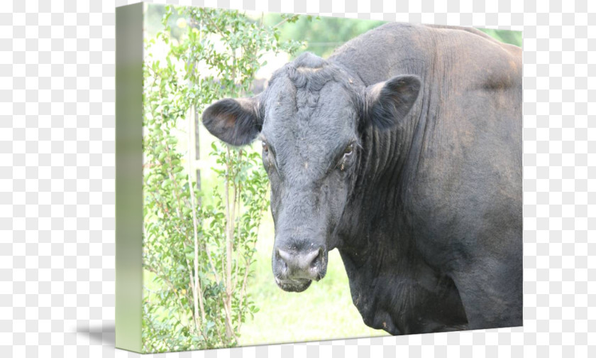 Bull Face Cattle Wildlife Terrestrial Animal Snout PNG