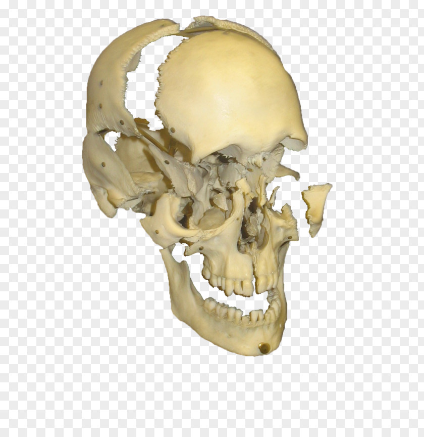 Skulls Skull Skeleton Bone Photography PNG