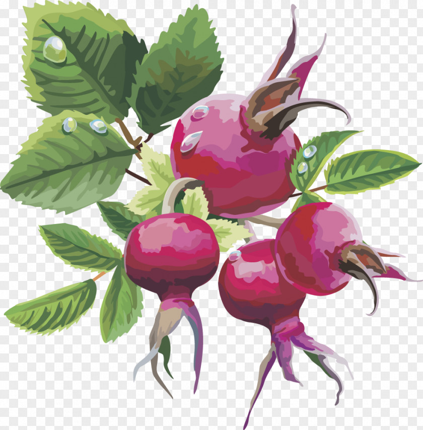 Vector Pomegranate Fruit Frutti Di Bosco Euclidean PNG