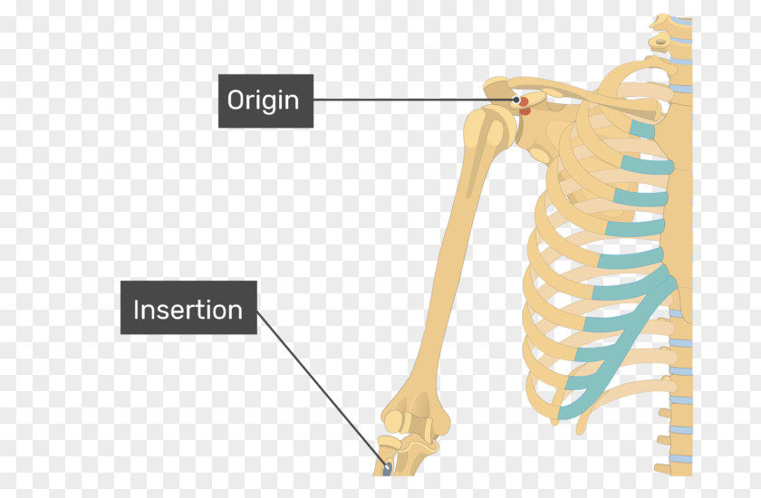 Arm Coracobrachialis Muscle Biceps Deltoid Origin And Insertion PNG