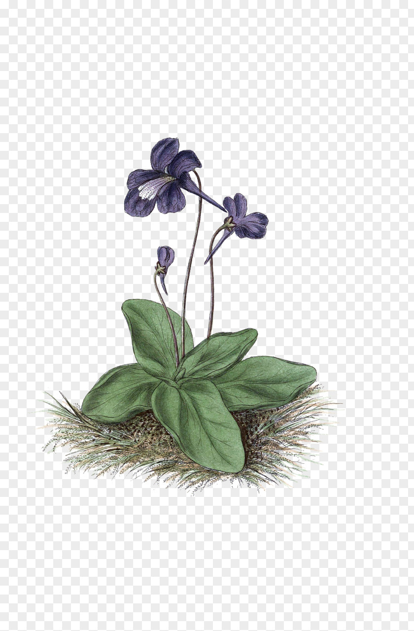 Flower Violet Blue Rose Plants PNG