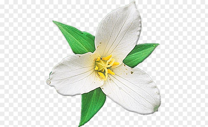 Plant Wildflower Identification PNG