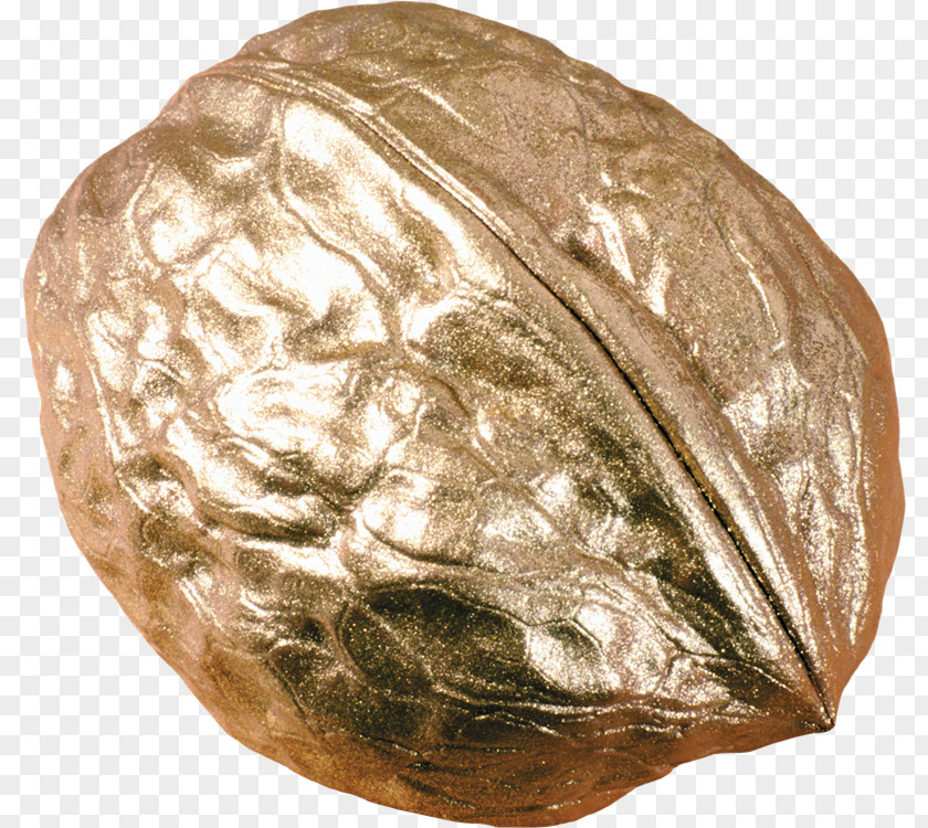 Walnut English Nuts PNG