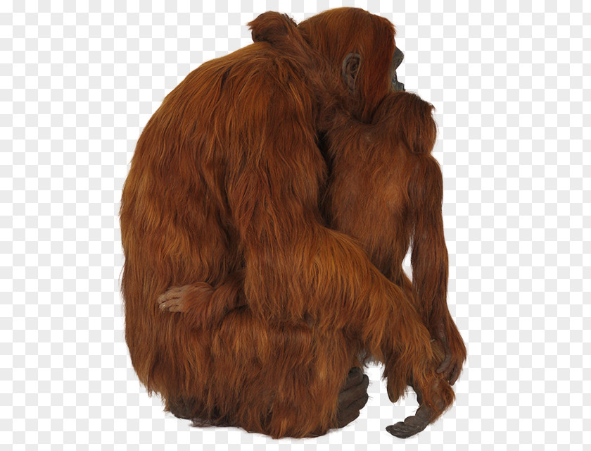 Bornean Orangutan Chimpanzee Gorilla Primate PNG