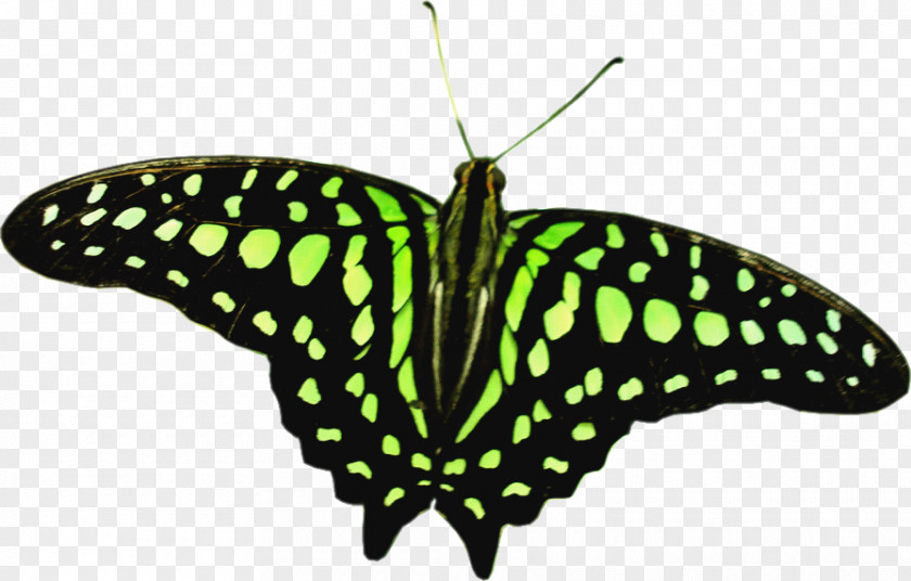Flora Butterfly Insect Say Something Nice About Me Clip Art PNG