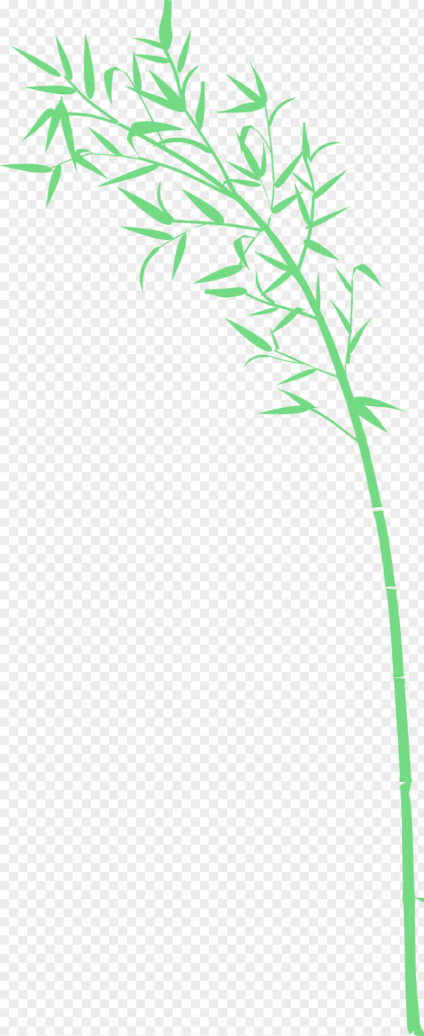 Green Plant Grass Stem Family PNG